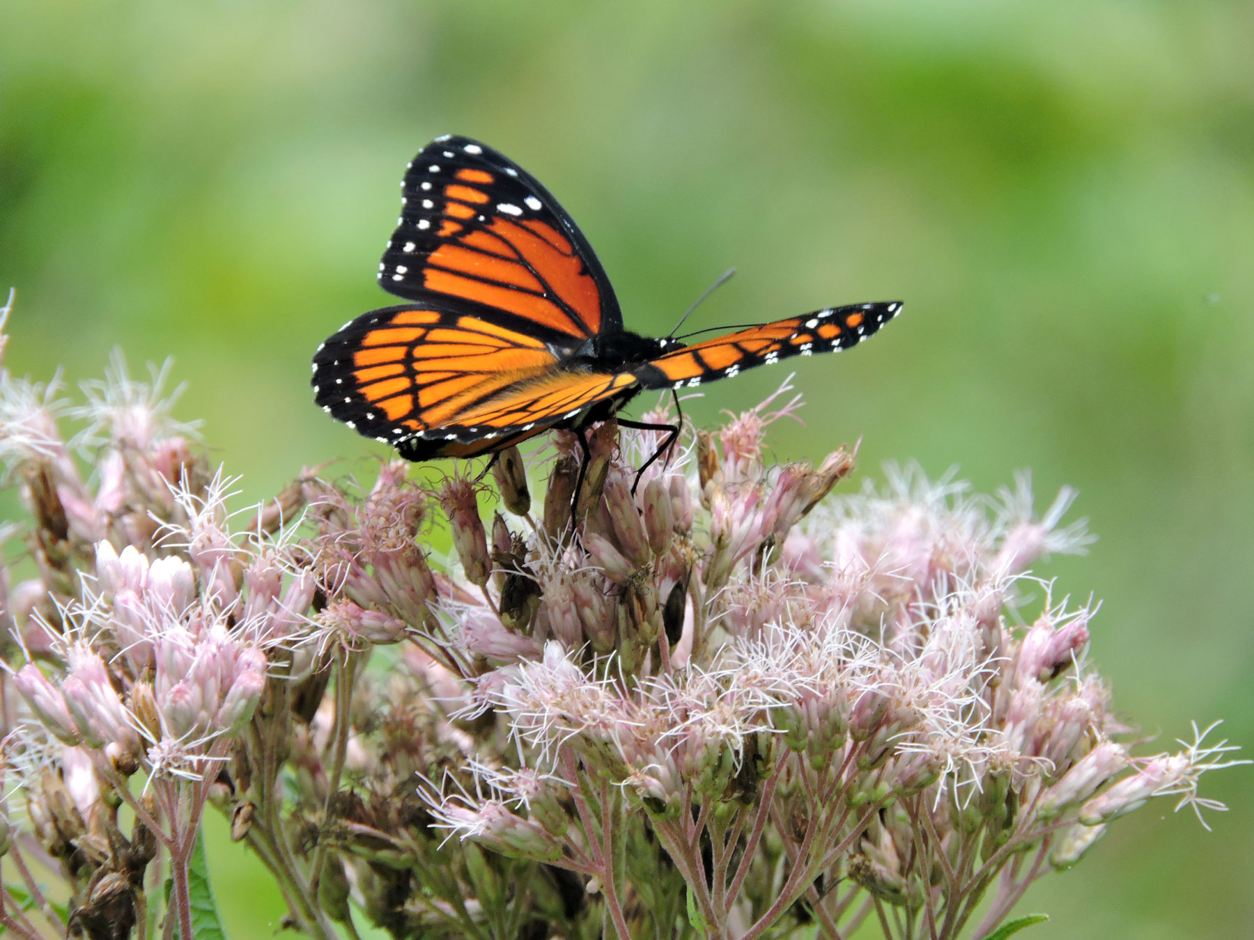 A viceroy butterfly resting on joe-pye weed